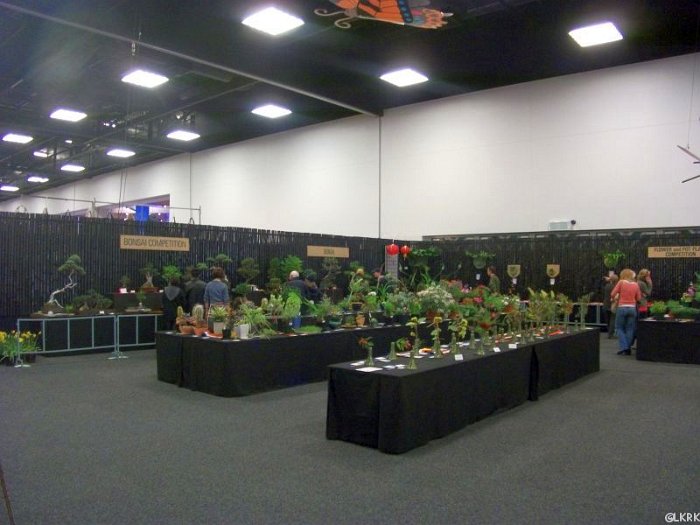 (Royal Adelaide Show) the large Bonsai exhibition 