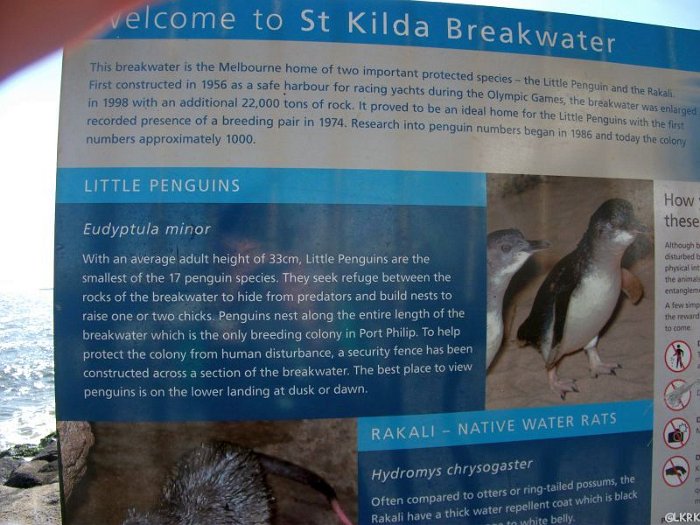 St. Kilda - a penguin reserve in the middle of the yacht harbour