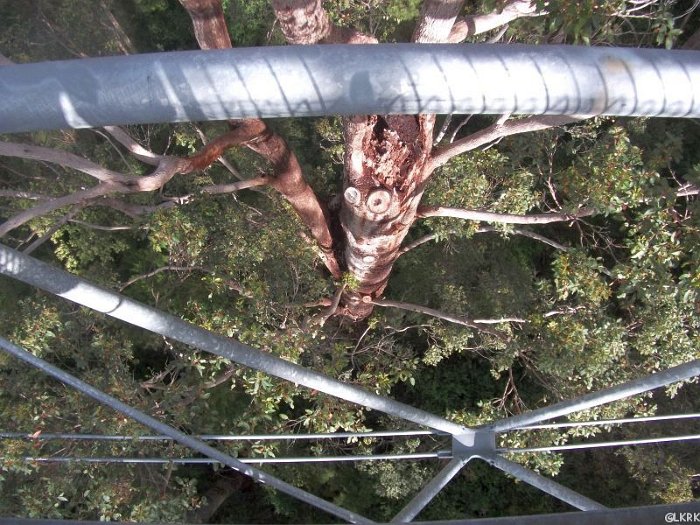 treetop walk (40m above ground)